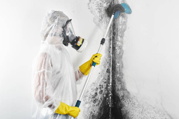 Best Real Estate Mold Inspection  in Pitman, NJ