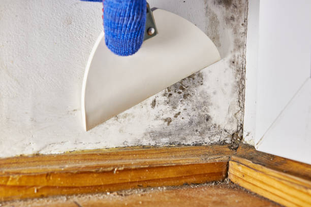 Best Post-Remediation Verification Testing  in Pitman, NJ